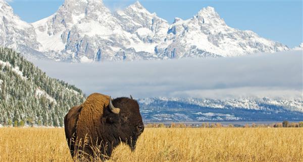 Bison in Wyoming