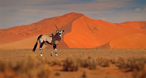 Gembok in Namibia