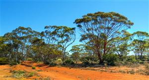 Western Mines identifies 2 high-grade zones at Mulga Tank in WA