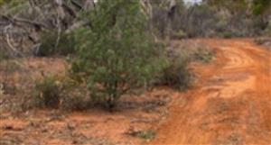 Duketon mobilises rig for maiden Barlee program, eyeing 6 high-rated in-soil targets