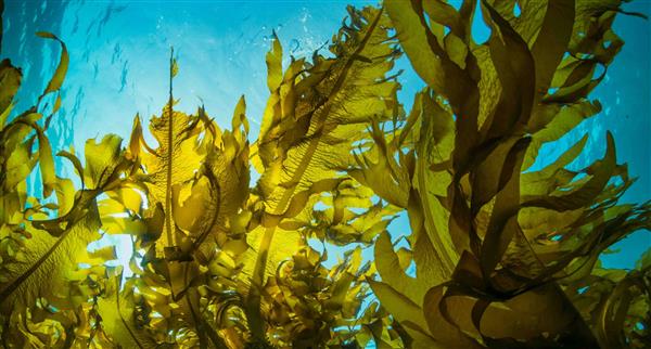 Seaweed