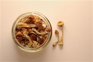 Vitura joint venture prescribes shrooms for therapeutic use in Australian-first