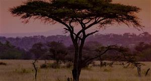 Resource Minerals International extends Mpanda copper-gold target zone