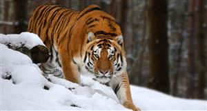 Metal Hawk finds quartz vein grading 22g/t, extends initial discovery at WA's Siberian Tiger