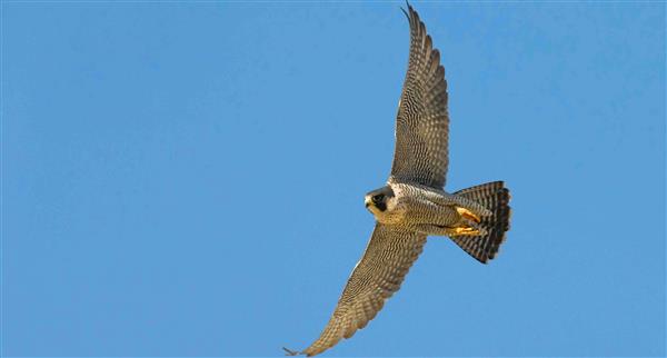 Peregrine falcon soars high looks left turns right