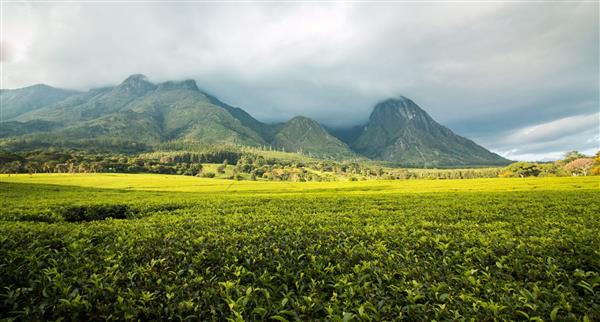 Green tea plantation in Malawi
