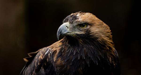 Eagle Hawk in closeup