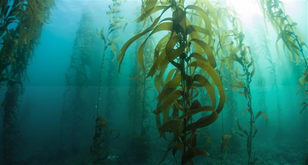 Seaweed floating