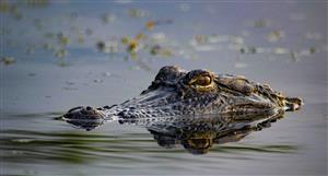 Alligator Energy dips on latest uranium drill results as NYMEX futures dip hurts too