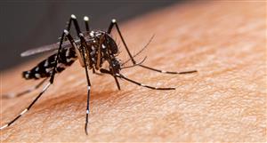 Island enrols first subjects for Phase 2b clinical trial for dengue fever drug