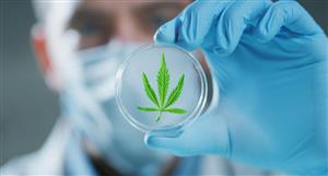 Cannabis player Althea divests MyAccess Clinics to focus on North American retail business