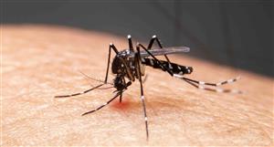 Bio-Gene jumps sharply as US DoD awards grants for novel insecticide development