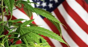 Little Green Pharma closely eyeing USA's legal downgrade of Cannabis danger