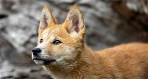 HotCopper users react as Aeris sells copper project to recently registered Dingo Minerals