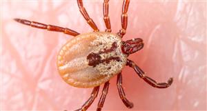 Bio-Gene jumps 60% on liquidity spike after positive data shown at international tick-borne disease conference