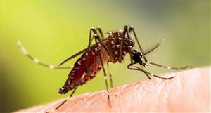 Island Pharma's anti-dengue drug trial set to hit Phase 2b in Jan 2025 with FDA happy