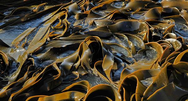 Seaweed