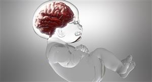 FDA awards Argenica two key designations for drug candidate targeting infant brain injury