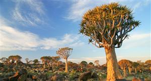 Pioneer Lithium: 'Significant' uranium mineralisation confirmed in Namibia