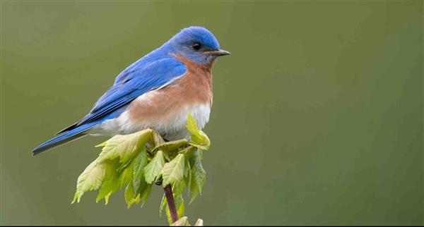 Bluebird perching on tree