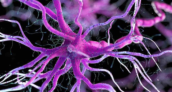Nerve cell concept