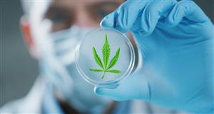 Little Green Pharma's cannabis sales leap 30%