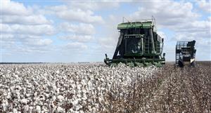 Namoi Cotton shares leap 13% on French-Singaporean bidding war