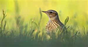 Geopacific Res posts scoping study for 1.56Moz Woodlark project in PNG